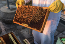 對(duì)昆蟲(chóng)及其微生物伴侶的熱愛(ài)幫助這位生物學(xué)家揭示了共生的秘密