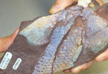 研究人員解釋了魚(yú)鰭是如何進(jìn)化為肢體的