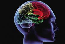 科學家發(fā)現(xiàn)人腦中前所未有的信號類型