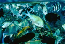 分析挑戰(zhàn)稱(chēng)海洋酸化改變魚(yú)類(lèi)行為的大量研究