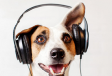 Spotify正在為狗推出特別的音樂(lè)播放列表