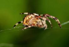 蜘蛛生物學家否認對動物性格研究中普遍存在數(shù)據(jù)欺詐的懷疑