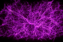 科學(xué)家使用粘液霉菌生長模式的算法來繪制基本看不到的東西