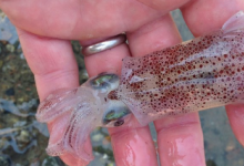 魷魚(yú)可以使用前所未有的方式編輯RNA