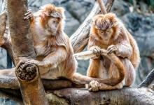 人工智能用于識(shí)別野外的靈長(zhǎng)類(lèi)動(dòng)物面孔