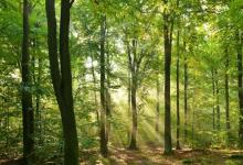 森林正在發(fā)生變化 以響應(yīng)人類行為和野火等自然過(guò)程的結(jié)合