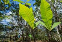 本地樹木在柚木種植園中壯成長 并可能保護巴拿馬運河