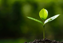覆蓋作物通過保護(hù)碳含量幫助農(nóng)民維持土壤健康和生物多樣性