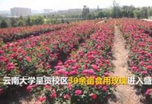 云南大學食堂推出玫瑰宴網(wǎng)友又是別人的學校
