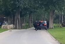 園方通報游客野生動物園擅自下車對此你怎么看呢