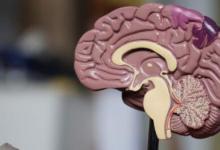 科學(xué)家重新編程關(guān)鍵免疫細胞以攻擊致命的腦癌