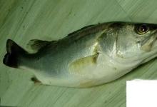 日常生活：常見的海魚你認(rèn)識多少