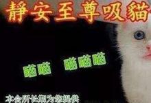 日常生活:非法吸貓是什么意思