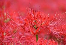 日常生活:家里千萬(wàn)不能養(yǎng)的6種花有哪些