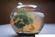 日常生活:金魚為什么睜著眼睛睡覺