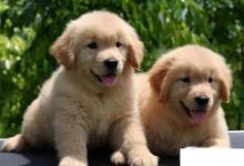 日常生活:金毛幼犬怎么喂養(yǎng)