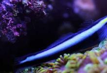 日常生活:醫(yī)生魚為什么能治病