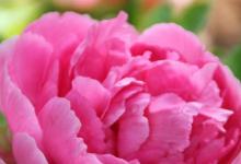 日常生活:中國(guó)結(jié)婚證上的花卉是什么花