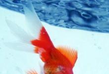 日常生活:金魚(yú)的記憶只有七秒鐘嗎