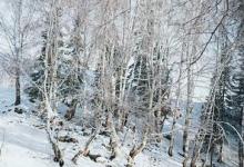 日常生活:大雪過后為什么會(huì)覺得格外寂靜