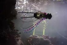 魷魚機(jī)器人像真正的魷魚一樣移動(dòng)來拍攝珊瑚和魚