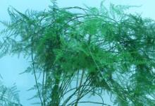 日常生活:文竹葉子發(fā)黃怎么挽救