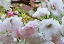 日常生活:黃四娘家花滿蹊的下一句是什么