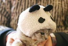 日常生活:大熊貓是貓嗎