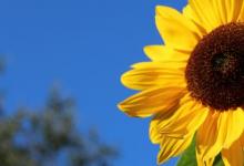 日常生活:向日葵的花語(yǔ)和寓意是什么