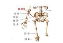 日常生活:股骨頭在人體的哪個(gè)位置及作用