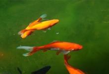 日常生活：為什么魚食不能喂太多