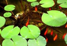 日常生活:生物與環(huán)境的關(guān)系是什么