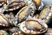 日常生活:人們吃鮑魚主要是吃它的什么部位