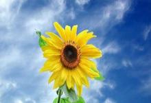 日常生活：向日葵會一直跟著太陽的方向轉(zhuǎn)來轉(zhuǎn)去嗎