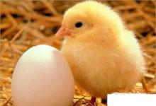 日常生活:怎樣飼養(yǎng)小雞