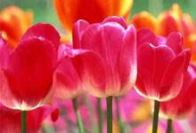 日常生活:教師節(jié)一般送什么花