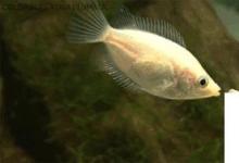 日常生活：接吻魚為什么會(huì)接吻