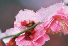 日常生活:花中君子下一句是哪四個字