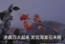日常生活：凌晨四點鐘我看到海棠花未眠下一句是什么
