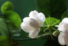 日常生活：茉莉花的養(yǎng)殖方法和注意事項是什么