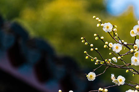 西紅柿簡(jiǎn)筆畫(huà)步驟1