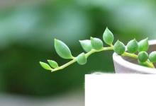 日常生活:情人淚的養(yǎng)殖方法和注意事項(xiàng)