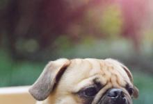 日常生活:巴哥犬好養(yǎng)嗎養(yǎng)八哥犬的注意事項(xiàng)