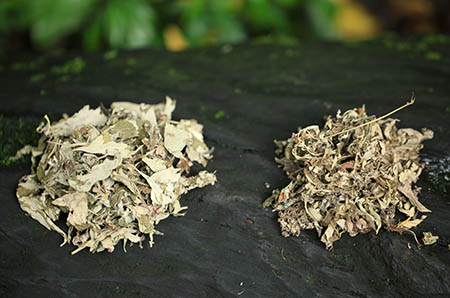 蘆薈簡(jiǎn)筆畫(huà)彩色的畫(huà)法4