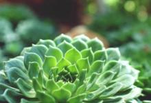 日常生活:立夏的來歷和風(fēng)俗是什么