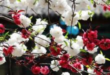 日常生活:一樹(shù)梨花壓海棠什么意思