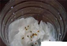 日常生活:陽(yáng)臺(tái)種菜蔬菜種子如何催芽、育苗