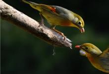 日常生活:寒號(hào)鳥(niǎo)的故事寓意是什么