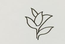 茶樹如何畫簡筆畫？