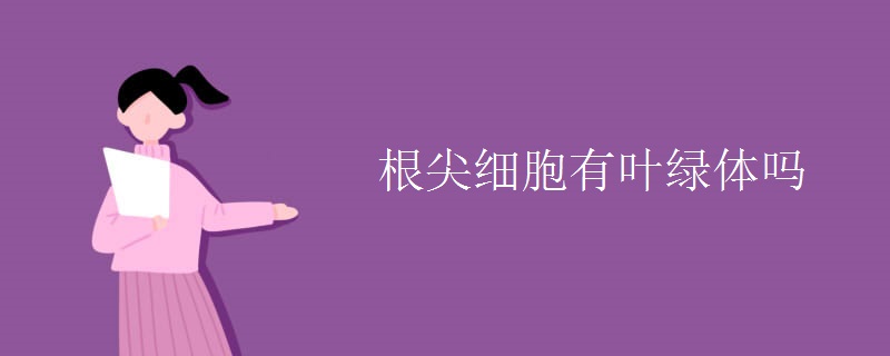 根尖細(xì)胞有葉綠體嗎